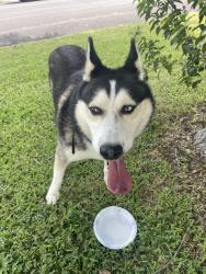 Reunited Male Dog last seen 4tj, Temple, TX 76504