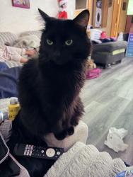 Reunited Male Cat last seen 117th and florist, Milwaukee, WI 53225