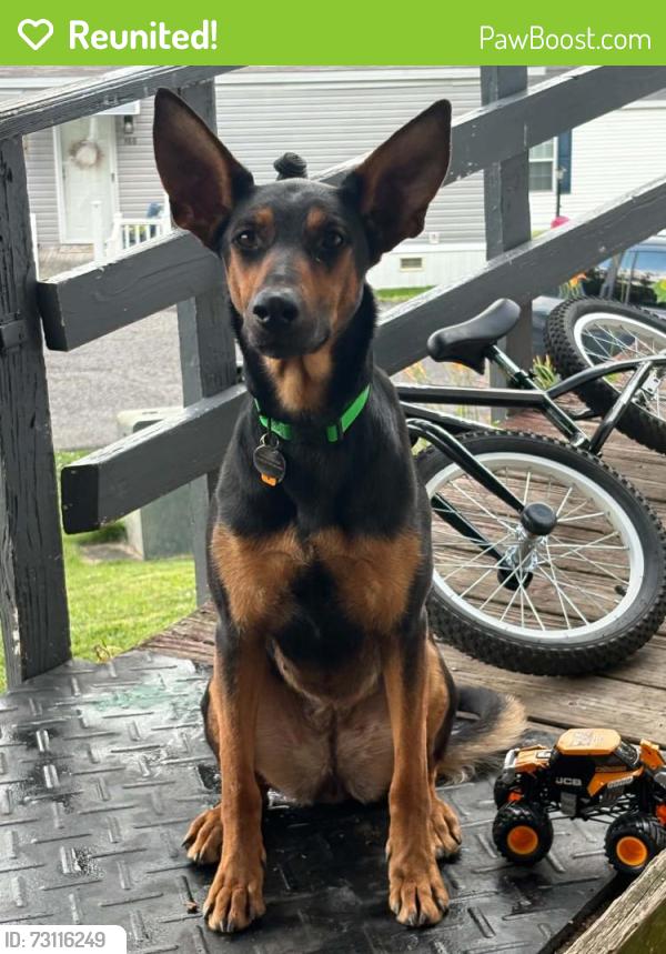 Reunited Female Dog last seen Hampton Ave, Imperial Pa, Imperial, PA 15126