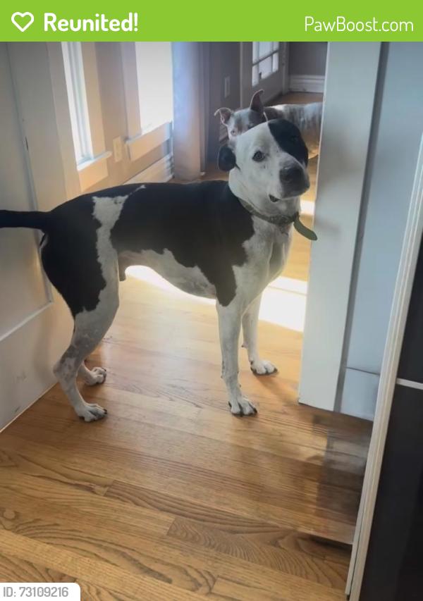 Reunited Male Dog last seen Victoria Ave (Venice), Los Angeles, CA 90291