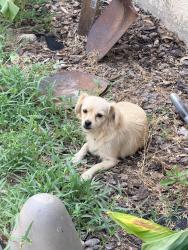 Found/Stray Female Dog last seen Hurstview/ 183, Hurst, TX 76054