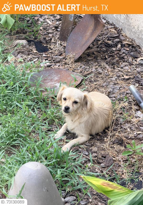 Found/Stray Female Dog last seen Hurstview/ 183, Hurst, TX 76054