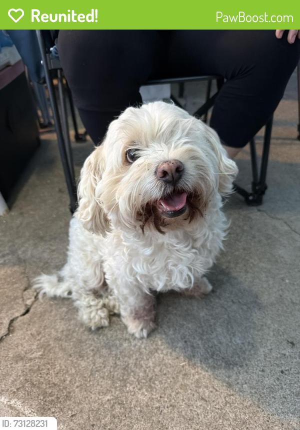 Reunited Male Dog last seen Hilltop Drive, San Diego, CA 92102