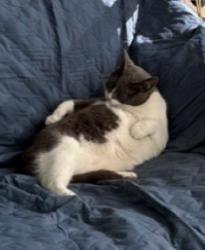 Reunited Female Cat last seen Near Bowlingreen and Pershing streets, San Leandro, CA 94577