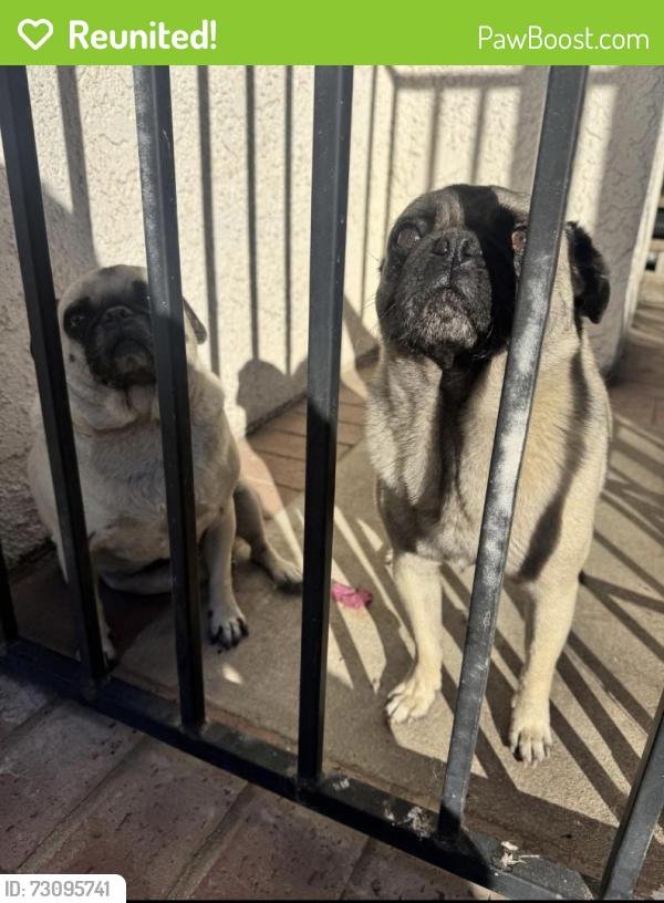 Reunited Male Dog last seen Northpark, San Bernardino, CA 92407