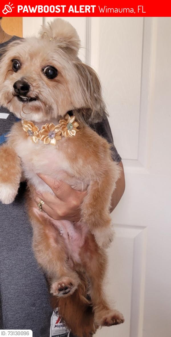 Lost Female Dog last seen Peaceful valley dr, Wimauma, FL 33598