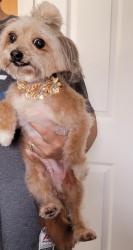 Lost Female Dog last seen Peaceful valley dr, Wimauma, FL 33598