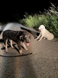 Found/Stray Unknown Dog last seen Near and wildcat ed, Aubrey, TX 76227
