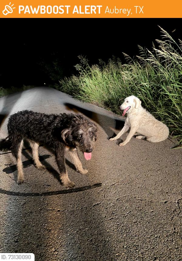 Found/Stray Unknown Dog last seen Near and wildcat ed, Aubrey, TX 76227
