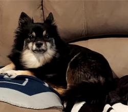 Lost Female Dog last seen Hwy 377 and FM 428, Aubrey, TX 76227