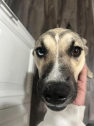 Lost Female Dog last seen Meridian and broadway, Apache Junction, AZ 85120