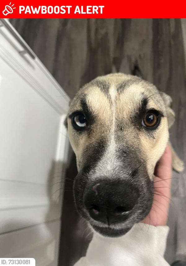 Lost Female Dog last seen Meridian and broadway, Apache Junction, AZ 85120