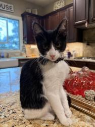 Found/Stray Female Cat last seen Quarry on Basse road, San Antonio, TX 78213
