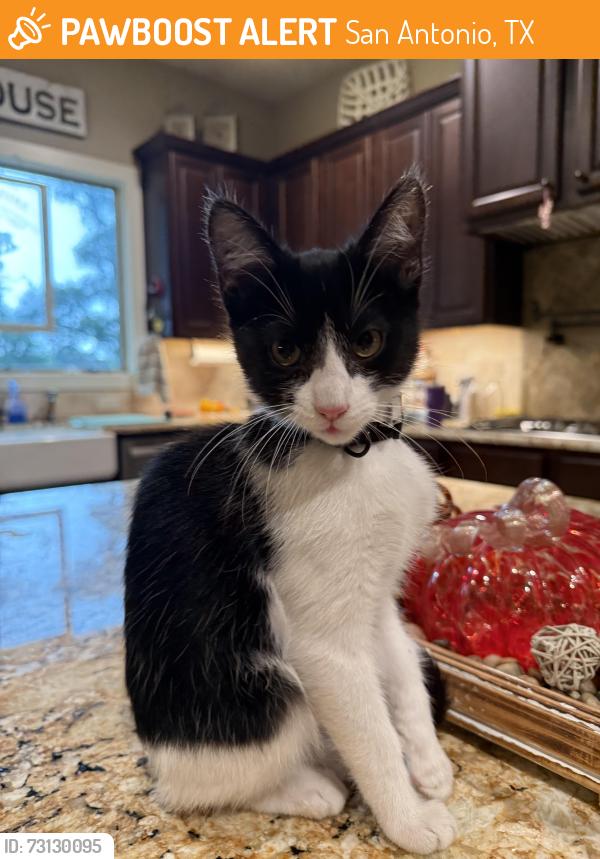 Found/Stray Female Cat last seen Quarry on Basse road, San Antonio, TX 78213
