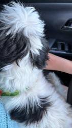 Reunited Male Dog last seen Grant st/stafford st Hartford, Hartford, CT 06106