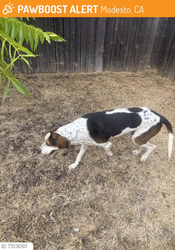 Found/Stray Male Dog last seen Claus road, Modesto, CA 95355