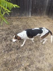 Found/Stray Male Dog last seen Claus road, Modesto, CA 95355