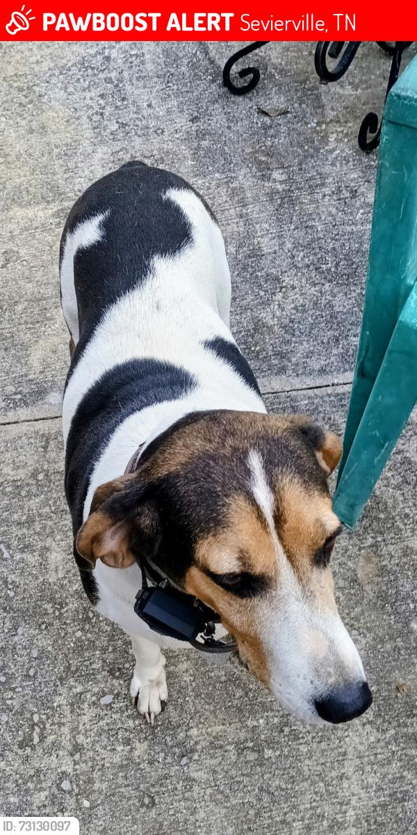 Lost Female Dog last seen Wheatlands plantation, Sevierville, TN 37876