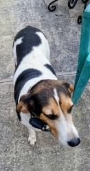 Lost Female Dog last seen Wheatlands plantation, Sevierville, TN 37876