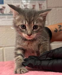 Shelter Stray Female Cat last seen Rose Lane, RALEIGH, NC, 27610, 820 Beacon Lake Dr, Raleigh, NC 27610, USA