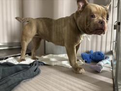 Shelter Stray Female Dog last seen Near E 167th St, Bronx, NY 10456, BRONX, NY, 10456, 326 E 110th St, New York, NY 10029, USA