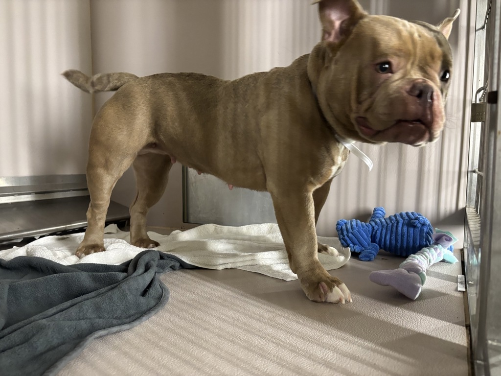 Shelter Stray Female Dog last seen Near E 167th St, Bronx, NY 10456, BRONX, NY, 10456, 326 E 110th St, New York, NY 10029, USA