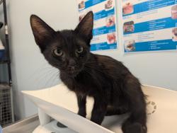 Shelter Stray Male Cat last seen 29th St, San Diego, CA, 92113, 5500 Gaines St, San Diego, CA 92110, USA