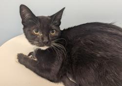 Shelter Stray Female Cat last seen 29th St, San Diego, CA, 92113, 5500 Gaines St, San Diego, CA 92110, USA