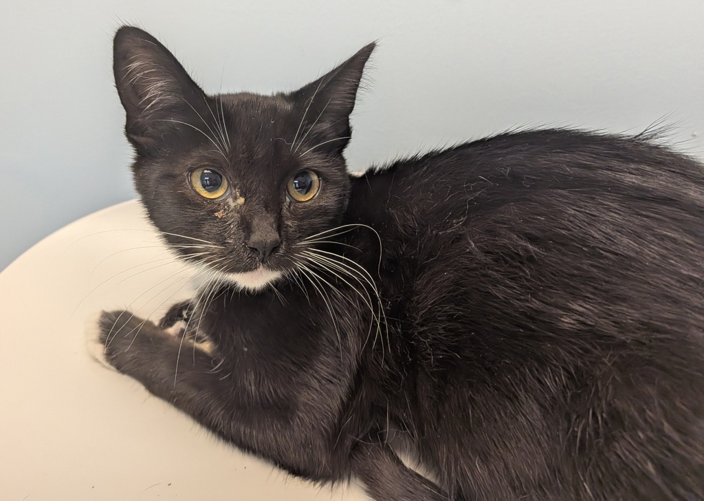 Shelter Stray Female Cat last seen 29th St, San Diego, CA, 92113, 5500 Gaines St, San Diego, CA 92110, USA