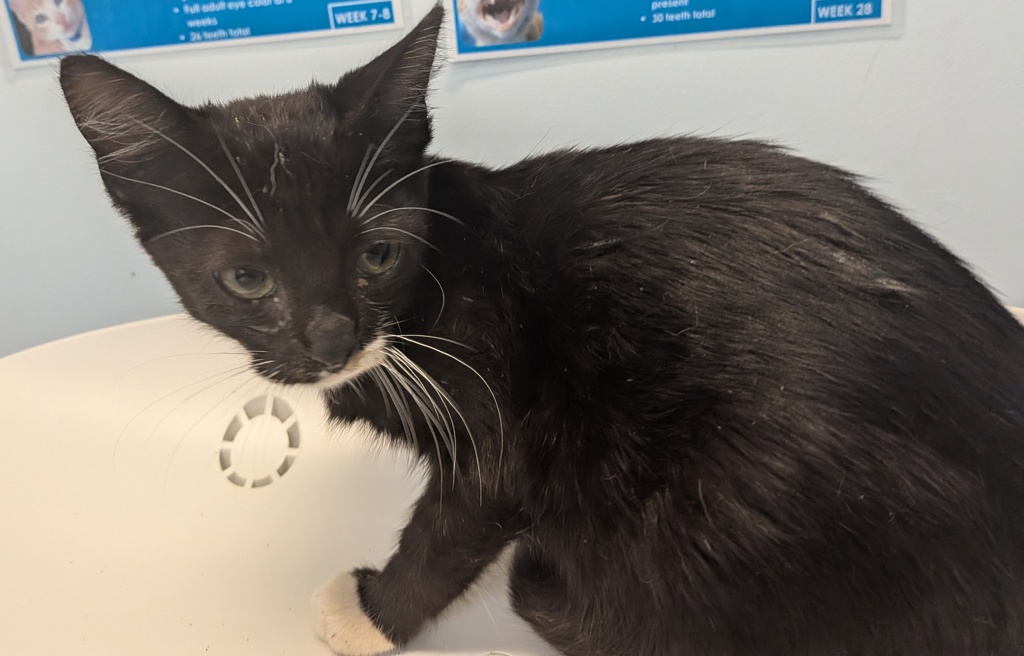 Shelter Stray Female Cat last seen 29th St, San Diego, CA, 92113, 5500 Gaines St, San Diego, CA 92110, USA