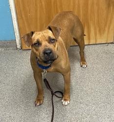 Shelter Stray Female Dog last seen Kaile Ln E, Escondido, CA, 92027, Escondido, CA 92027, USA