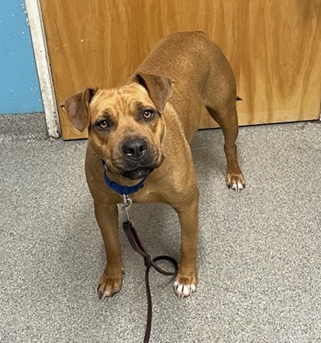 Shelter Stray Female Dog last seen Kaile Ln E, Escondido, CA, 92027, Escondido, CA 92027, USA
