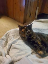 Lost Female Cat last seen Fairview & Ogden, Downers Grove, IL 60515