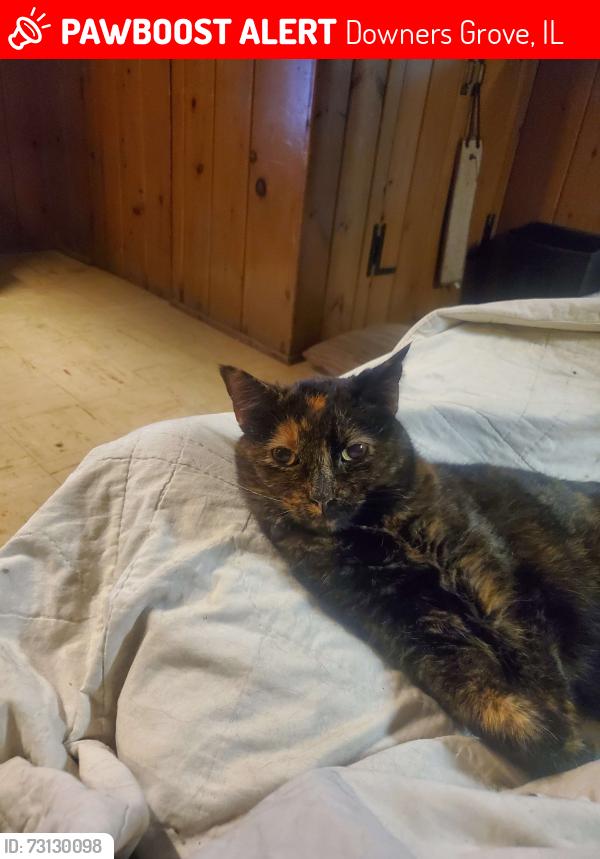 Lost Female Cat last seen Fairview & Ogden, Downers Grove, IL 60515