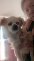 Reunited Male Dog last seen Lawson Street/Reed Road/Bridge Road New Hamburg, Wappingers Falls, NY 12590