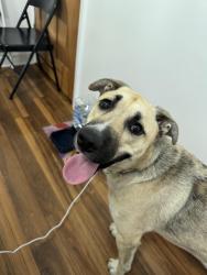 Found/Stray Male Dog last seen N Keowee Street, front of my hse, Dayton, OH 45404
