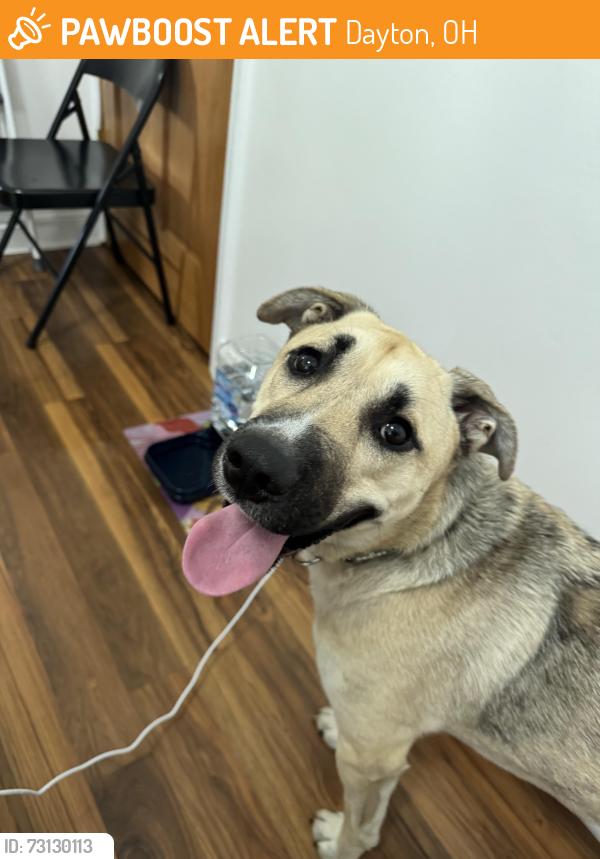 Found/Stray Male Dog last seen N Keowee Street, front of my hse, Dayton, OH 45404