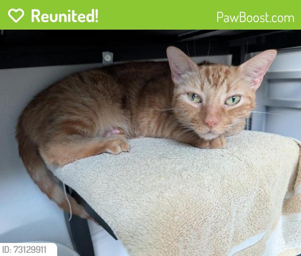 Reunited Male Cat last seen Near Cambrai Wood Lane, Katy 77493, Katy, TX 77493