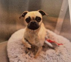 Lost Female Dog last seen Sable Blvd. and Kentucky Drive, Aurora, CO 80012