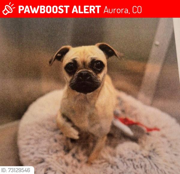 Lost Female Dog last seen Sable Blvd. and Kentucky Drive, Aurora, CO 80012