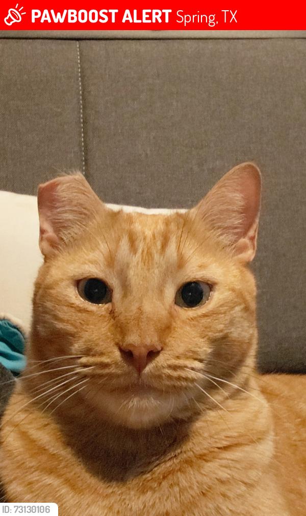 Lost Female Cat last seen Candlelight hills, Spring, TX 77388