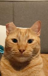Lost Female Cat last seen Candlelight hills, Spring, TX 77388
