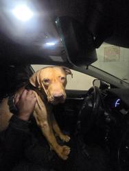 Lost Male Dog last seen Fisherman's. Warf north nesch, San Francisco, CA 94133