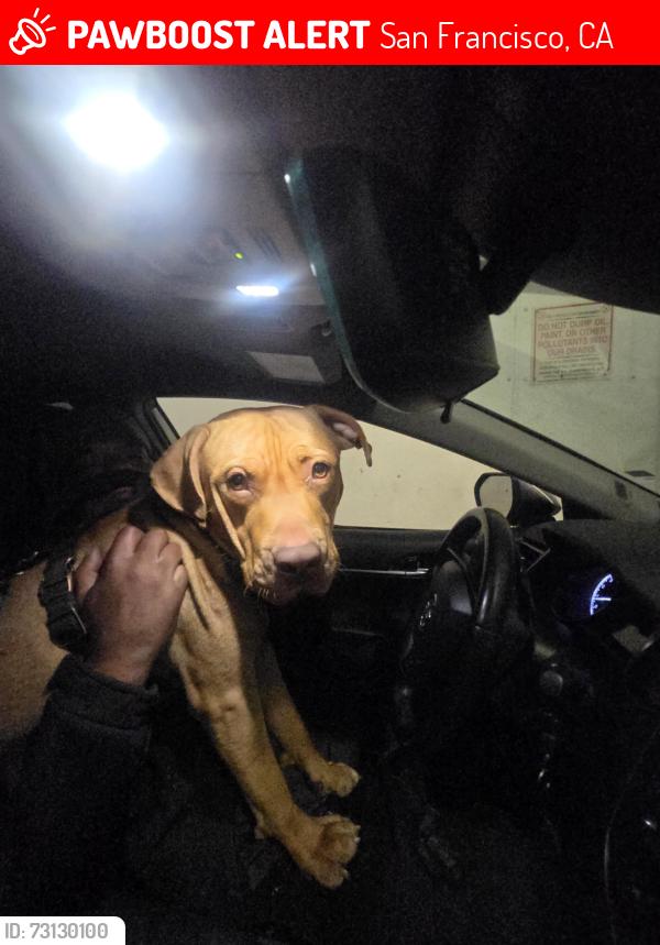 Lost Male Dog last seen Fisherman's. Warf north nesch, San Francisco, CA 94133