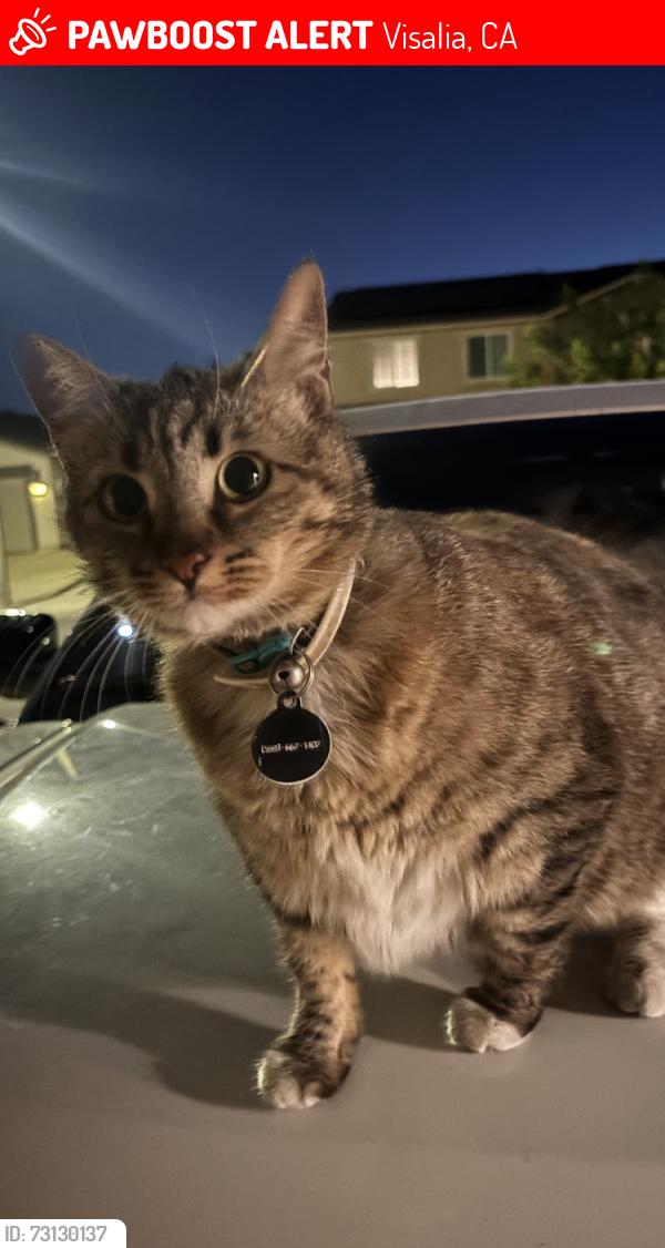 Lost Female Cat last seen Walnut/ Lovers Lane/ Cherry Park, Visalia, CA 93292