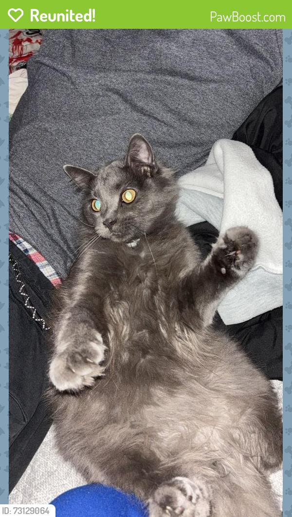 Reunited Male Cat last seen 37th Ave 38th street, Evans, CO 80620