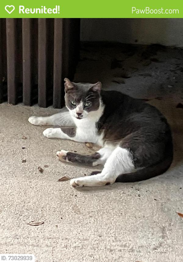 Reunited Male Cat last seen Wayne Pl and Michael Blvd 36609, Mobile, AL 36609
