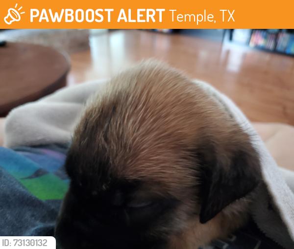 Found/Stray Unknown Dog last seen Canyon Cliff Dr, Temple, TX 76502