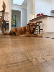Reunited Male Dog last seen Begonia Drive and Hydrangea Court, San Jose, CA 95124