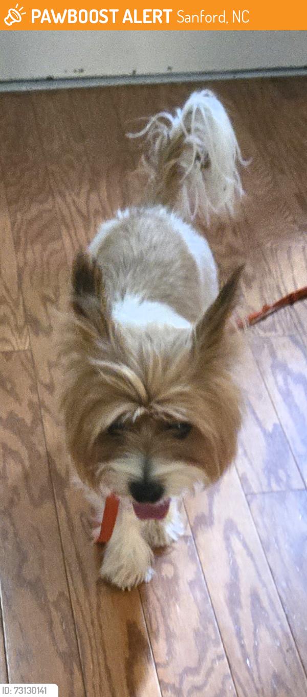 Found/Stray Male Dog last seen Sutphin Road, Sanford, NC 27330